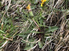 Taraxacum faeroense
