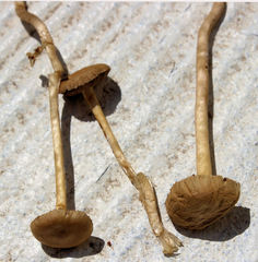 Agrocybe pediades