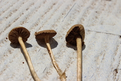Agrocybe pediades