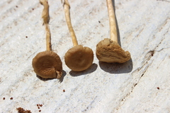 Agrocybe pediades