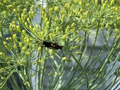 Typocerus lunulatus