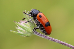 Clytra espanoli