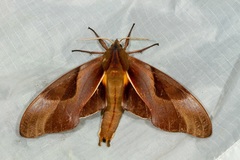 Coequosa triangularis