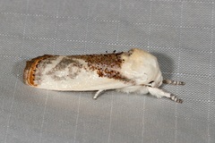 Cryptophasa albacosta