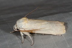 Cryptophasa gypsomera