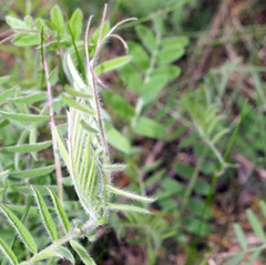 Vicia villosa villosa