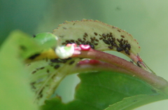 Myzus cerasi