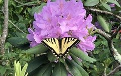 Papilio canadensis
