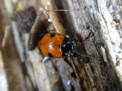 Endomychus biguttatus