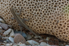 Pristurus samhaensis