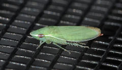 Memnonia flavida