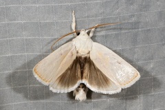Cryptophasa gypsomera