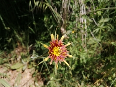 Tragopogon crocifolius
