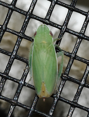 Memnonia flavida