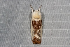 Cryptophasa albacosta