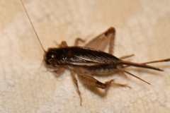 Lepidogryllus