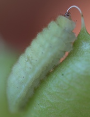 Cupido amyntula