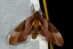 Coequosa triangularis