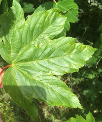 Aceria pseudoplatani