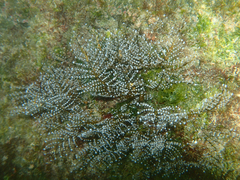 Pennaria disticha