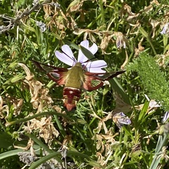 Hemaris gracilis