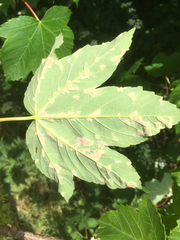 Aceria pseudoplatani