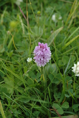 Dactylorhiza maculata
