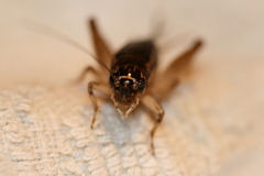 Lepidogryllus