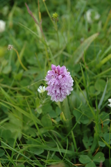 Dactylorhiza maculata