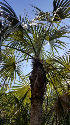 Florida silver palm (Coccothrinax argentata)