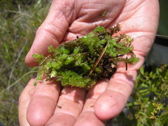 Sphagnum cyclophyllum