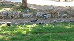 Columba livia domestica