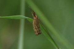 Chrysocrambus