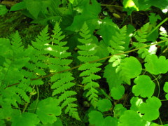 Cystopteris bulbifera