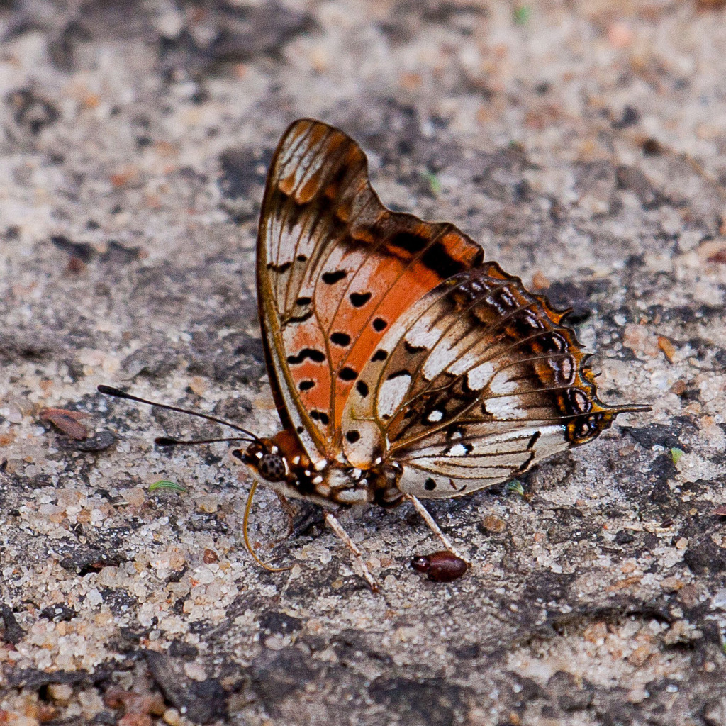 Pearl-spotted Charaxes