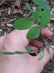 Lathyrus ochroleucus