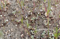 Nemacladus parikhiae