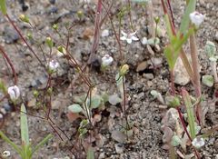 Nemacladus parikhiae