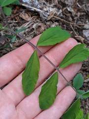 Lathyrus ochroleucus