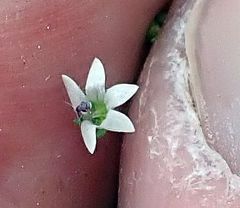 Nemacladus parikhiae