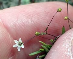 Nemacladus parikhiae