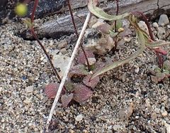 Nemacladus parikhiae