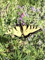 Papilio canadensis