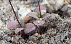 Nemacladus parikhiae