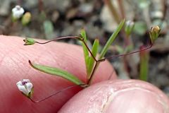 Nemacladus parikhiae