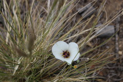 Calochortus invenustus