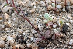 Nemacladus parikhiae