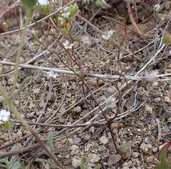 Nemacladus parikhiae