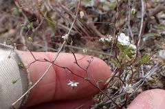 Nemacladus parikhiae