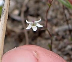 Nemacladus parikhiae